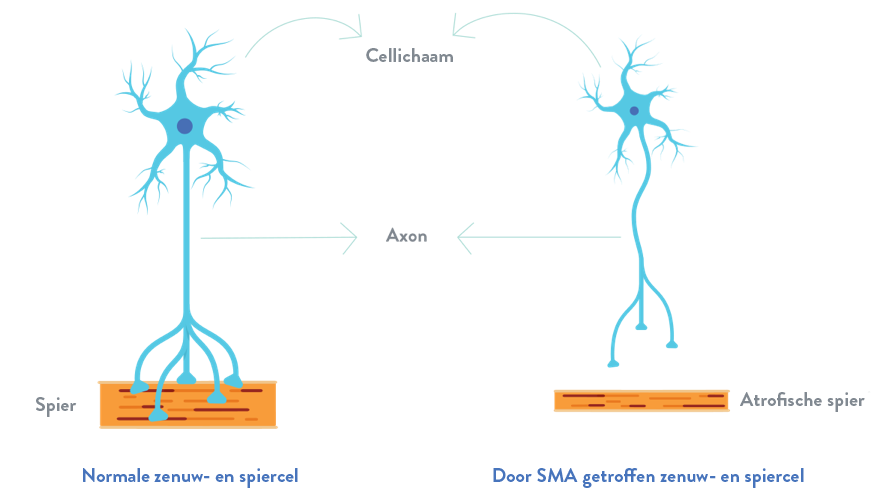 schema's